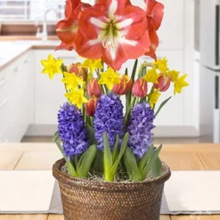 Menu All Smiles Potted Bulb Garden