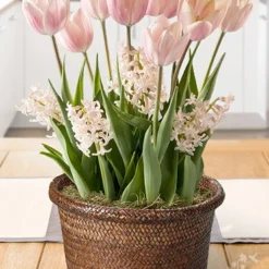 Menu Pretty In Pink Potted Bulb Garden