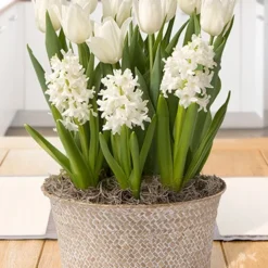 Menu Vanilla Dream Potted Bulb Garden