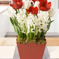 Menu Full Of Joy Potted Bulb Garden