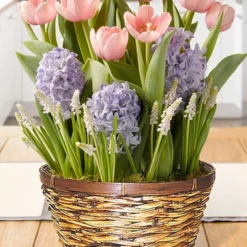 Menu Cotton Candy Dreams Potted Bulb Garden