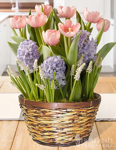 Menu Cotton Candy Dreams Potted Bulb Garden