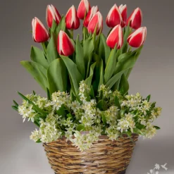 Menu Love & Adoration Potted Bulb Garden