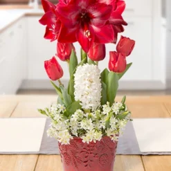 Menu Merry Blessings Potted Bulb Garden