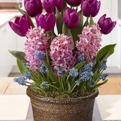 Menu Spring Celebration Potted Bulb Garden