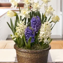 Menu Frosty Delight Potted Bulb Garden