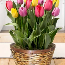 Menu Over The Rainbow Potted Bulb Garden