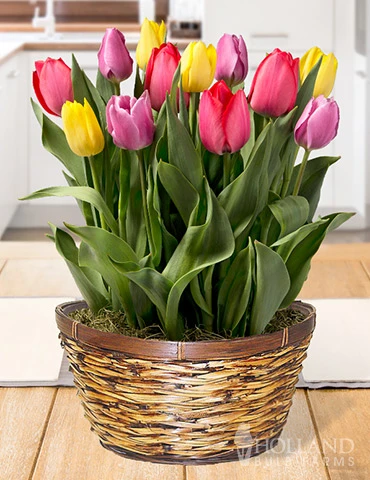 Menu Over The Rainbow Potted Bulb Garden