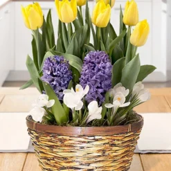 Menu Spring Treasure Potted Bulb Garden