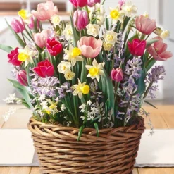 Menu The Ultimate Potted Bulb Garden