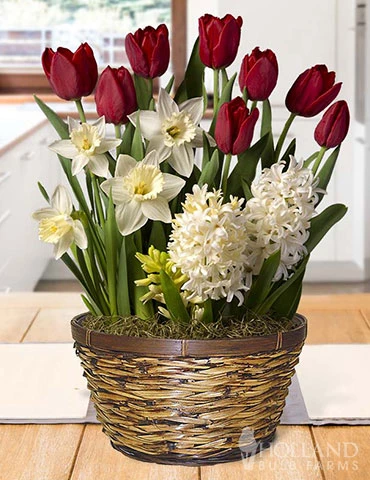 Menu Holiday Home Potted Bulb Garden