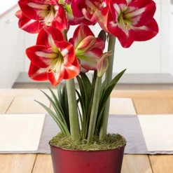 Menu Shining Star Amaryllis Potted Bulb Garden