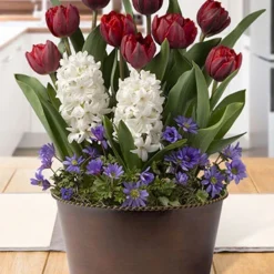 Menu Stars & Stripes Potted Bulb Garden