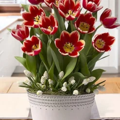 Menu Peppy Peppermint Potted Bulb Garden