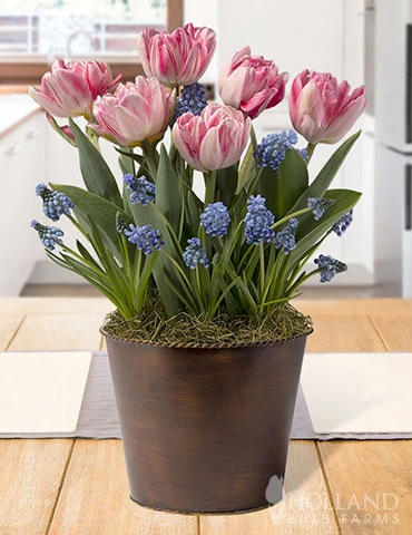 Menu Magical Fox Potted Bulb Garden