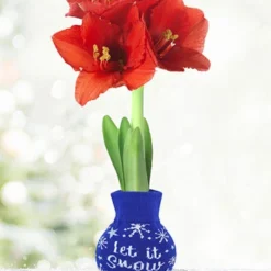 Menu Let It Snow Sweater Amaryllis