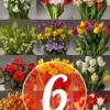 Menu 6 Month Potted Bulb Garden Subscription