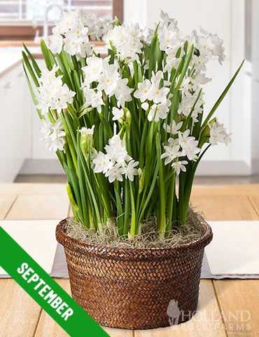 Menu 3 Month Potted Bulb Garden Subscription - Image 11