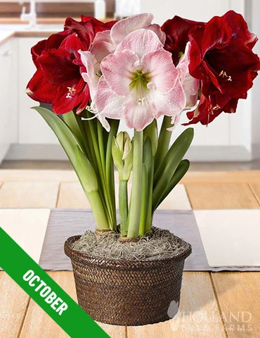 Menu 6 Month Potted Bulb Garden Subscription - Image 12