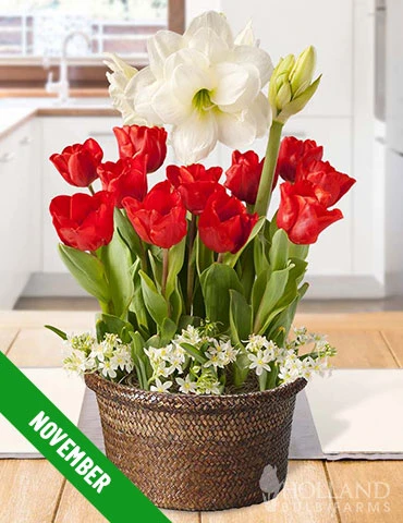 Menu 6 Month Potted Bulb Garden Subscription - Image 13