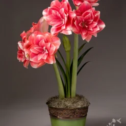 Menu Double Dream Potted Bulb Garden