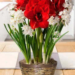 Menu Holiday Spirit Potted Bulb Garden