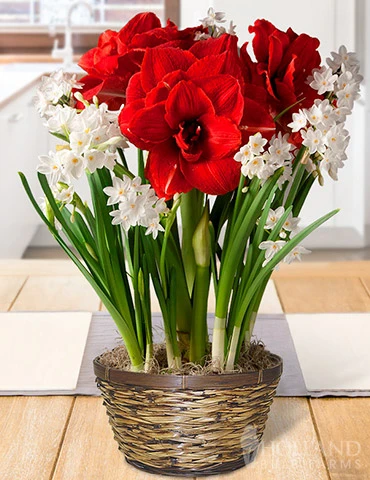 Menu Holiday Spirit Potted Bulb Garden