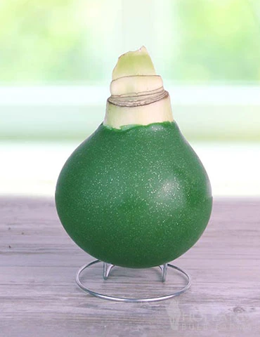 Menu Rolling Meadows Waxed Amaryllis - Image 2