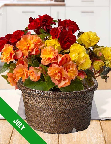 Menu 3 Month Potted Bulb Garden Subscription - Image 9