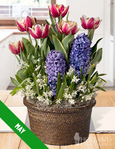 Menu 6 Month Potted Bulb Garden Subscription - Image 7